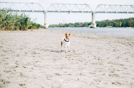 Basenji dog run on a river shore in autumn wearing white sweater.の写真素材