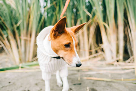 Portrait of basenji dog in the reeds on river shore.の写真素材