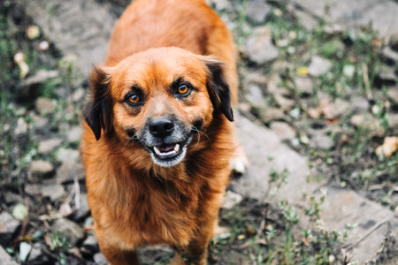 Portrait of a funny street dog looking on camera.の写真素材