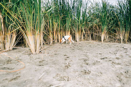 Basenji dog hunting on a river shore in the reeds.