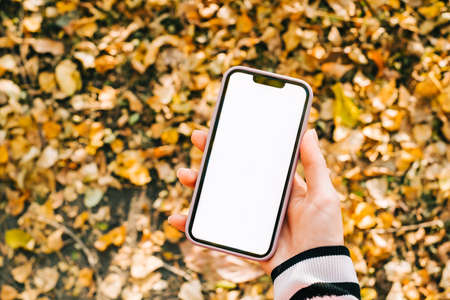 Hand holding smartphone with white screen mockup on yellow leaves top view.の写真素材