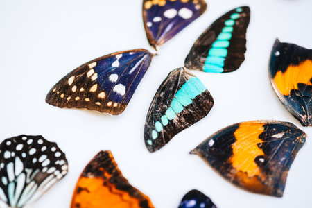 Colorful dried butterflies wings on a white background.の写真素材