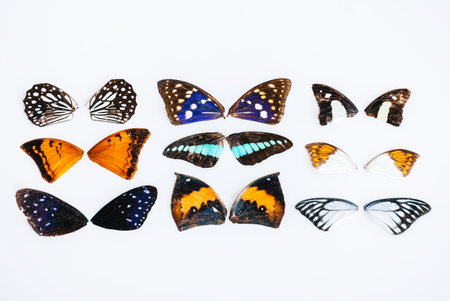 Colorful dried butterflies wings on a white background. top viewの写真素材