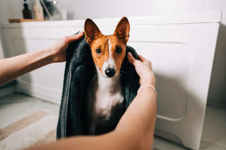Young woman drying her dog with towel after bathing.の写真素材