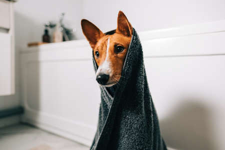 Portrait of funny basenji dog wrapped in a towel after washing in bathroom.の写真素材