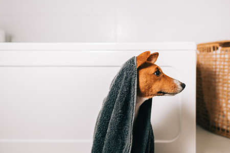 Portrait of funny basenji dog wrapped in a towel after washing in bathroom.の写真素材