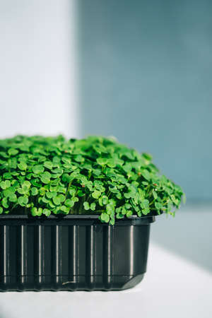 Micro green arugula leaves in a black pot, fresh harvest. Health food.の写真素材