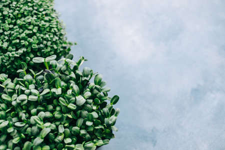Different types of micro green , healthy food. copy spaceの写真素材
