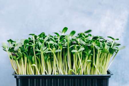 Micro green sunflower in a black pot, fresh harvest. Health food.の写真素材