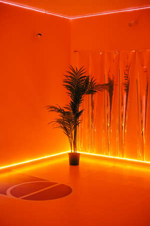 Palm tree on a pot in the room with neon color light.の写真素材