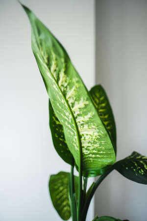 Close up shot of dieffenbachia leaves in living room interior.の写真素材