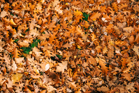 Yellow autumn leaves of oak, background texture, top view.の写真素材
