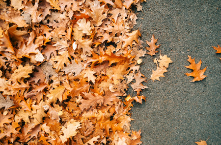 Yellow autumn leaves on a road, background texture, top view.
