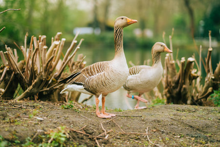 The greylag goose in the natural parkland.の写真素材