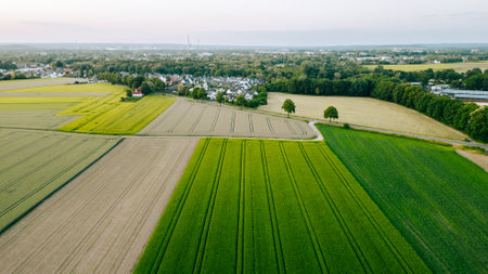 Wheat field in countryside landscape, Agricultural field with young green wheat.の写真素材