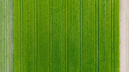 Wheat field top view, background texture. Agricultural field, young green wheatの写真素材