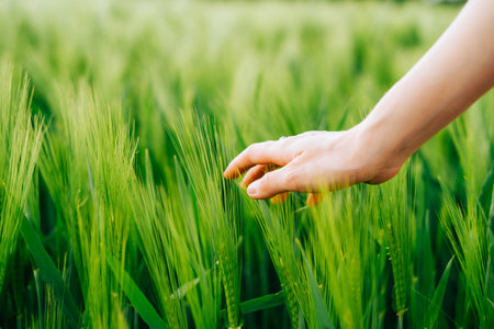 Farmer walked through the field of wheat, checking wheat crop. Wheat sprouts in farmers hand.の写真素材