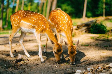 Red deer fallow deer majestically powerful animal in the forest. Animals in the natural forest. The wild nature landscape. Deer garden.の写真素材