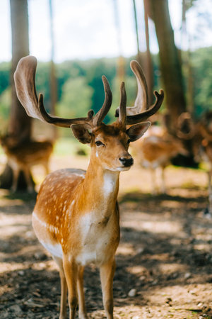 Red deer fallow deer majestically powerful animal in the forest. Animals in the natural forest. The wild nature landscape. Deer garden.の写真素材