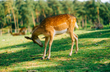 Red deer fallow deer majestically powerful animal in the forest. Animals in the natural forest. The wild nature landscape. Deer garden.の写真素材