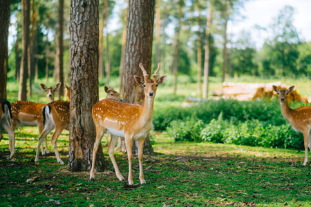Red deer fallow deer majestically powerful animal in the forest. Animals in the natural forest. The wild nature landscape. Deer garden.の写真素材