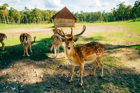 Red deer fallow deer majestically powerful animal in the forest. Animals in the natural forest. The wild nature landscape. Deer garden.の写真素材