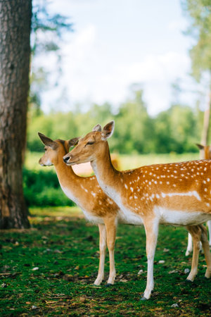 Red deer fallow deer majestically powerful animal in the forest. Animals in the natural forest. The wild nature landscape. Deer garden.の写真素材