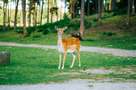 Red deer fallow deer majestically powerful animal in the forest. Animals in the natural forest. The wild nature landscape. Deer garden.の写真素材