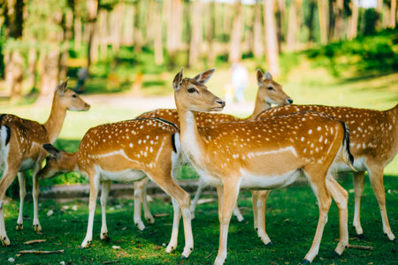 Red deer fallow deer majestically powerful animal in the forest. Animals in the natural forest. The wild nature landscape. Deer garden.の写真素材