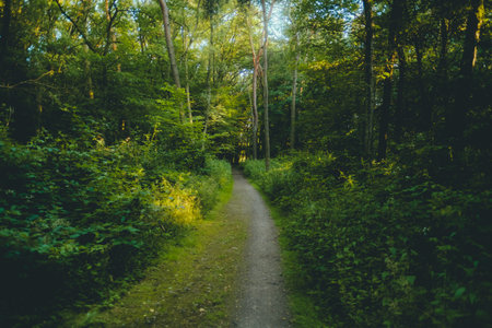 Beautiful summer landscape of natural park in Germany, narrow path between trees.の写真素材