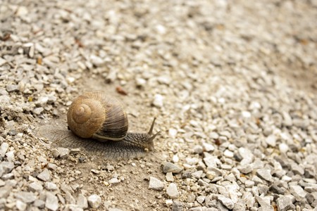 Slimy garden snail on the garden pebbles path. Focus is  on the snail house.の写真素材