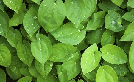 Rain drops on the green leaves background.の写真素材