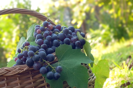 Freshly harvested grapes in the brushwood basket.の写真素材