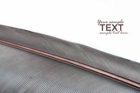 Macro shot of beautiful texture of a pigeon feather.の写真素材