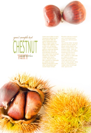 Fresh chestnut background. Seasonal autumn fruit isolated on white with copyspaceの写真素材