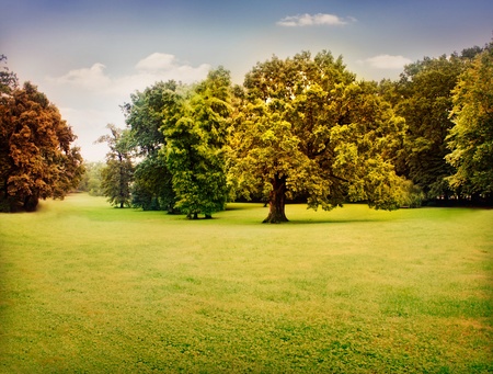 Autumn trees with beautiful pastel colors. Nature landscape background with green meadow and trees in fallの写真素材