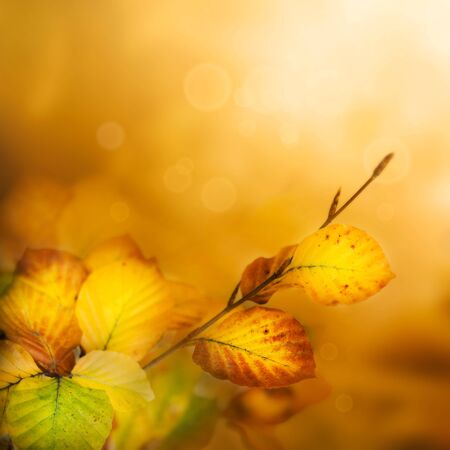 Colorful Autumn leaves background with bokeh lightsの写真素材