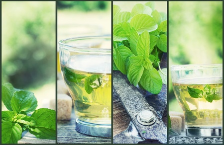 Mint tea collage. Freshly cut mint from the herb garden with mint tea and cubes of sugarの写真素材