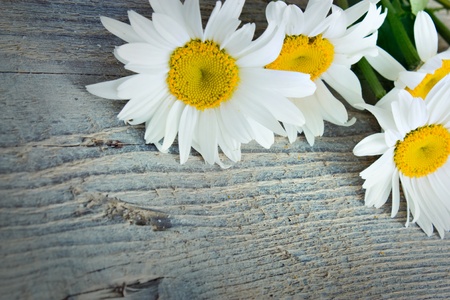 Daisy flower over old rustic wooden backgroundの写真素材