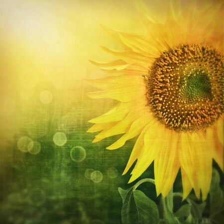 Abstract floral backgroundの写真素材