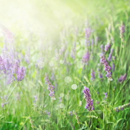 Lavender field floral  summer or spring background. Field with lavender flowers and beautiful bokeh lightsの写真素材