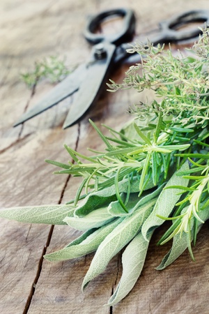Freshly harvested herbs with old antique scissors on wood background. Fresh sage, thyme, mint and rosemary leavesの写真素材