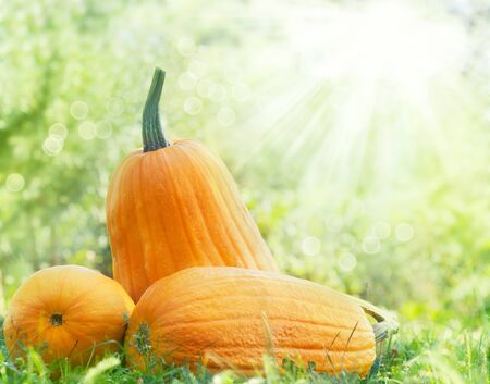 Orange pumpking abstract background. Large pumpkins lying in the summer grass.の写真素材