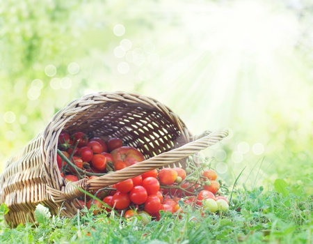 Freshly harvested tomatoes Large basket full of cherry tomatoes  lying in the summer grass.の写真素材