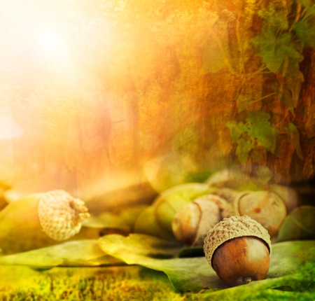 Autumn border design with oak acorns and bokeh lights.の写真素材