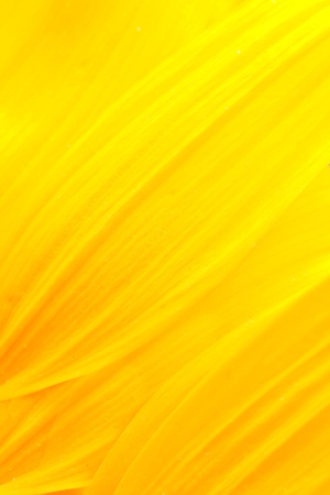 Extreme macro shot. Abstract background with sunflower petalsの写真素材