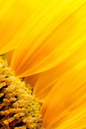 Extreme macro shot. Abstract background with sunflower petalsの写真素材