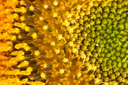 Extreme macro shot. Abstract background with sunflower petalsの写真素材