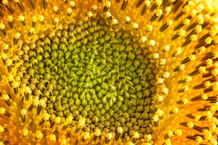 Extreme macro shot. Abstract background with sunflower petalsの写真素材