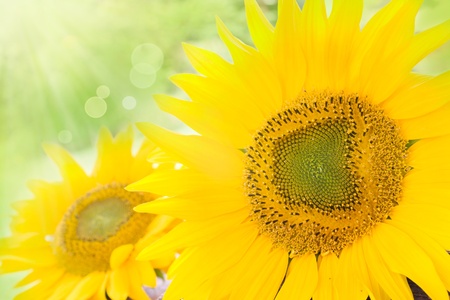 Yellow abstract Sunflower background with bokeh lightsの写真素材